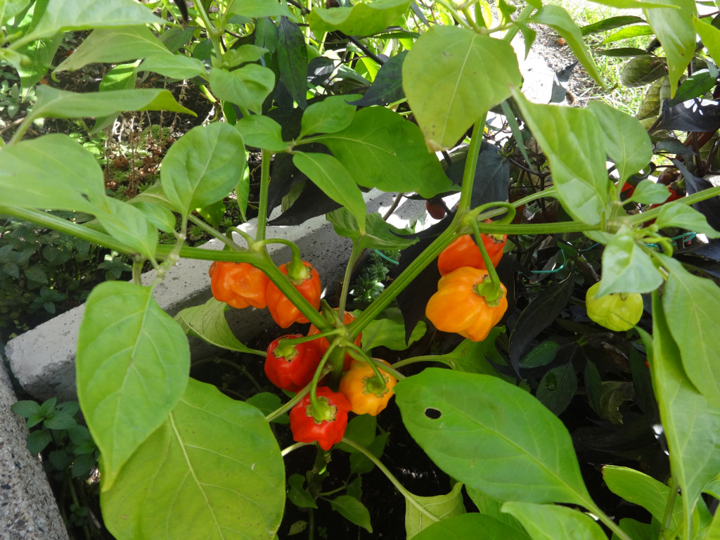 [Habanero class]