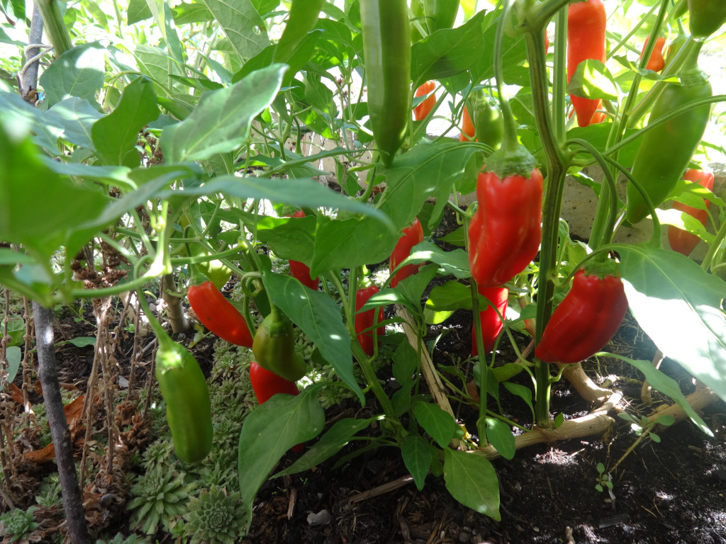 Aji Delight